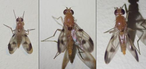 Clusia tigrina